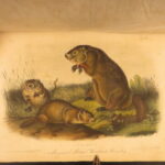 1854 – The Quadrupeds of North America – Audubon | 155 Color Plates of Animals
