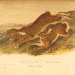 1854 – The Quadrupeds of North America – Audubon | 155 Color Plates of Animals