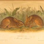 1854 – The Quadrupeds of North America – Audubon | 155 Color Plates of Animals