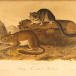 1854 – The Quadrupeds of North America – Audubon | 155 Color Plates of Animals