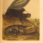 1854 – The Quadrupeds of North America – Audubon | 155 Color Plates of Animals