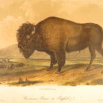 1854 – The Quadrupeds of North America – Audubon | 155 Color Plates of Animals