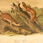 1854 – The Quadrupeds of North America – Audubon | 155 Color Plates of Animals