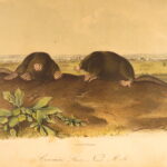 1854 – The Quadrupeds of North America – Audubon | 155 Color Plates of Animals