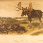 1854 – The Quadrupeds of North America – Audubon | 155 Color Plates of Animals