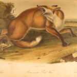 1854 – The Quadrupeds of North America – Audubon | 155 Color Plates of Animals