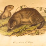 1854 – The Quadrupeds of North America – Audubon | 155 Color Plates of Animals