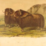 1854 – The Quadrupeds of North America – Audubon | 155 Color Plates of Animals