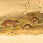 1854 – The Quadrupeds of North America – Audubon | 155 Color Plates of Animals