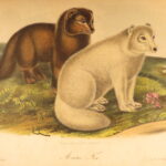 1854 – The Quadrupeds of North America – Audubon | 155 Color Plates of Animals