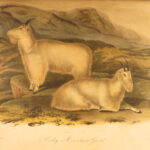 1854 – The Quadrupeds of North America – Audubon | 155 Color Plates of Animals
