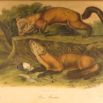 1854 – The Quadrupeds of North America – Audubon | 155 Color Plates of Animals