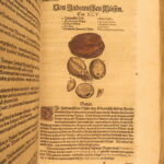 1626 – Kreuterbuch – Mattioli | Famous Herbal with Hand-colored Botany Woodcuts