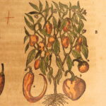 1626 – Kreuterbuch – Mattioli | Famous Herbal with Hand-colored Botany Woodcuts
