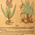 1626 – Kreuterbuch – Mattioli | Famous Herbal with Hand-colored Botany Woodcuts