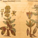 1626 – Kreuterbuch – Mattioli | Famous Herbal with Hand-colored Botany Woodcuts