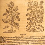 1626 – Kreuterbuch – Mattioli | Famous Herbal with Hand-colored Botany Woodcuts