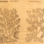 1626 – Kreuterbuch – Mattioli | Famous Herbal with Hand-colored Botany Woodcuts