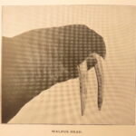 1898 – Robert Peary | First Edition | Arctic Exploration – Northward over Great Ice