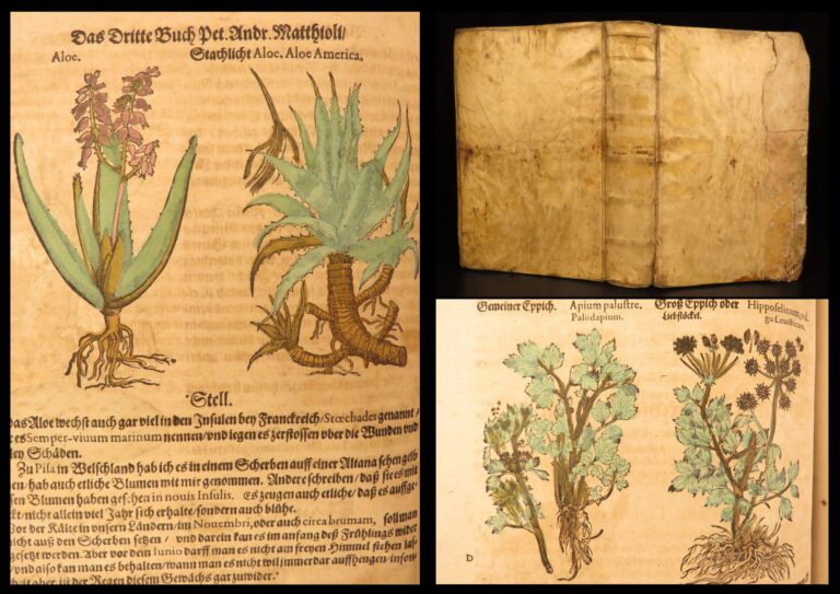 Image of 1626 – Kreuterbuch – Mattioli | Famous Herbal with Hand-colored Botany Woodcuts