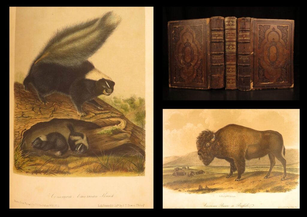 1854 – the quadrupeds of north america – audubon | 155 color plates of animals | three-volume 1854-56 first octavo edition of audubon and bachman’s quadrupeds, complete with 155 hand-colored plates and full leather bindings.