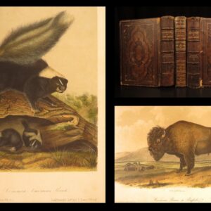 1854 – The Quadrupeds of North America – Audubon | 155 Color Plates of Animals
