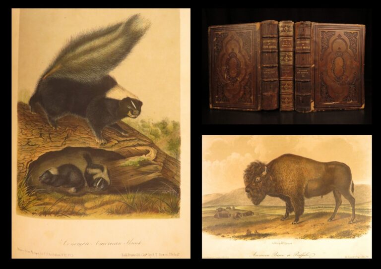 Image of 1854 – The Quadrupeds of North America – Audubon | 155 Color Plates of Animals