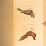 1834 – Feather Tribes – Robert Mudie | First Edition of British Birds, Color Illustrated