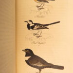 1834 – Feather Tribes – Robert Mudie | First Edition of British Birds, Color Illustrated