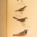 1834 – Feather Tribes – Robert Mudie | First Edition of British Birds, Color Illustrated