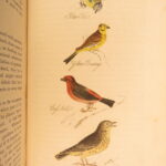 1834 – Feather Tribes – Robert Mudie | First Edition of British Birds, Color Illustrated