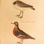 1834 – Feather Tribes – Robert Mudie | First Edition of British Birds, Color Illustrated