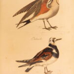 1834 – Feather Tribes – Robert Mudie | First Edition of British Birds, Color Illustrated