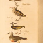 1834 – Feather Tribes – Robert Mudie | First Edition of British Birds, Color Illustrated