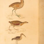 1834 – Feather Tribes – Robert Mudie | First Edition of British Birds, Color Illustrated