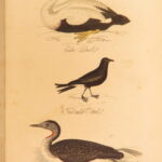 1834 – Feather Tribes – Robert Mudie | First Edition of British Birds, Color Illustrated