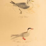 1834 – Feather Tribes – Robert Mudie | First Edition of British Birds, Color Illustrated