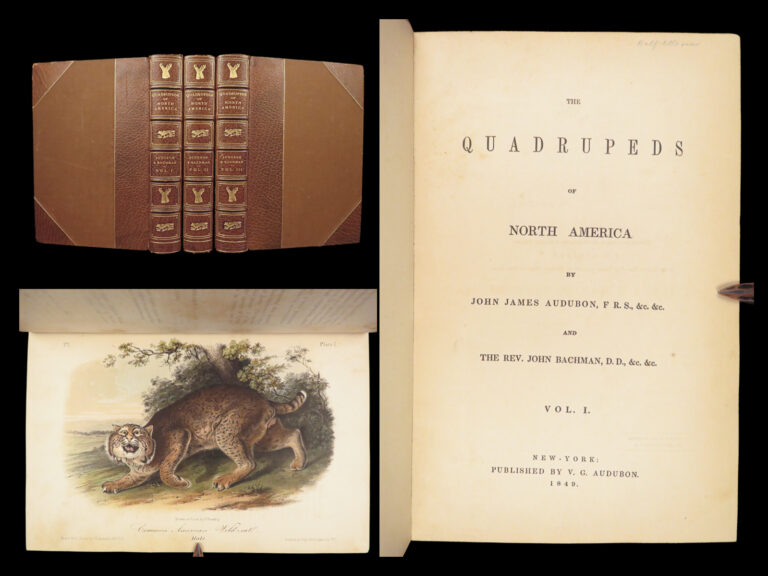 Image of The Quadrupeds of North America – Audubon – 1849 | 155 Color Plates | First edition