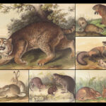 The Quadrupeds of North America – Audubon – 1849 | 155 Color Plates | First edition