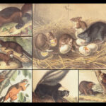 The Quadrupeds of North America – Audubon – 1849 | 155 Color Plates | First edition