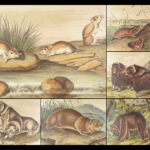 The Quadrupeds of North America – Audubon – 1849 | 155 Color Plates | First edition