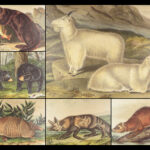The Quadrupeds of North America – Audubon – 1849 | 155 Color Plates | First edition