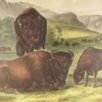 The Quadrupeds of North America – Audubon – 1849 | 155 Color Plates | First edition