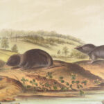 The Quadrupeds of North America – Audubon – 1849 | 155 Color Plates | First edition