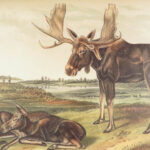 The Quadrupeds of North America – Audubon – 1849 | 155 Color Plates | First edition