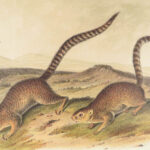 The Quadrupeds of North America – Audubon – 1849 | 155 Color Plates | First edition