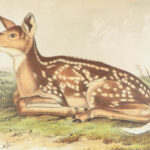 The Quadrupeds of North America – Audubon – 1849 | 155 Color Plates | First edition