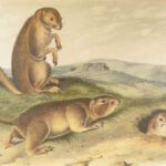 The Quadrupeds of North America – Audubon – 1849 | 155 Color Plates | First edition