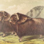 The Quadrupeds of North America – Audubon – 1849 | 155 Color Plates | First edition