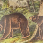 The Quadrupeds of North America – Audubon – 1849 | 155 Color Plates | First edition